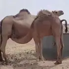 قعود كفو فل للبيع ويوجد غيره التواصل اتصال