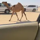 للبيع حواره صفرا