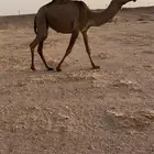 بكره حقه شعلا