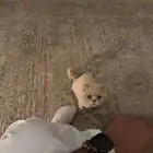 قطو سكوتش للتبني