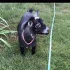 للبيع عنز قزمية امريكيه معرفه