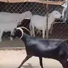 عنز حصا حليب طيبه