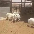 ذبايح هرافا