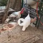 جوز رومي