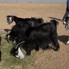 معزا عوارض فاخرة