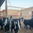 جذعات عوارض