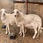 غنم
