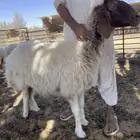 نعجة صنف للبيع