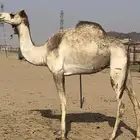 هجن