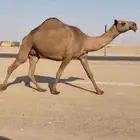 لقحه شعلا كفو