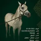 فحل ورق ولد سلطان العنايه