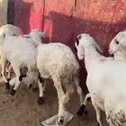 سواكن ذبايح ثلاجات مرابي