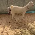 معزا طيبه فيها رغايث وفيها دفيع