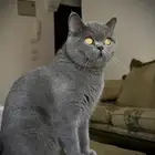 قطة منتجة للبيع