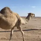 ناقة للبيع خلفا