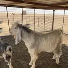 تيس شرط القريع السن ثني