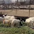 ضان