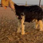 طلي مشروع