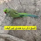 القنفذة القوز