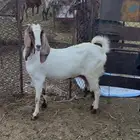 شاه