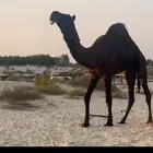 بعير رايح جذع