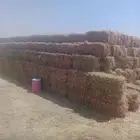 ذرة جيزانية للبيع شد طيب جاهز للتحميل