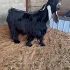 تيس خصم ومنتج