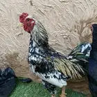 جوز كوشامو