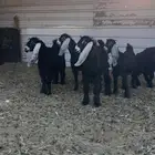 معزا عوارض صنف