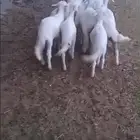 خرفان ورخال