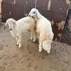 طلعة وكشتة والذبيحة جاهزة بأفضل سعر