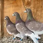 مطلووب زوج زاجل احمر