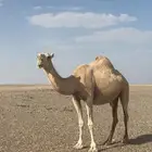 ضروبه حمراء