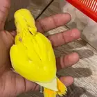 تم البيع
