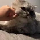 قطوه للتبني