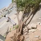 قص شجر قص نخل ونظافه زرع وجميع انواع الزراعه جدة