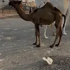 حواره دبيانيه