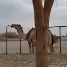 لقي داخل جذع