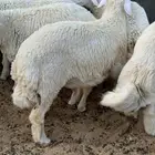 ذبايح حري ونعيمي