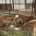 طليان سواكن تربية العدد 15