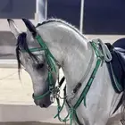 مطلوب حصان او فرس واهو او شعبي