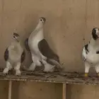 جوز شيرازي منتج