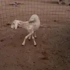 شاه حريه دافع