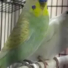 زوج بادجي للبيع مع ملاحقاته