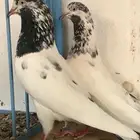 عشاق الحمام الباكستاني