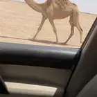 بكار