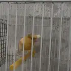 ذكر كناري
