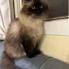 قط هملايا لتبني