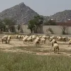 ضان مراح واحد