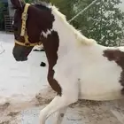 مهر هندي الاب عربي